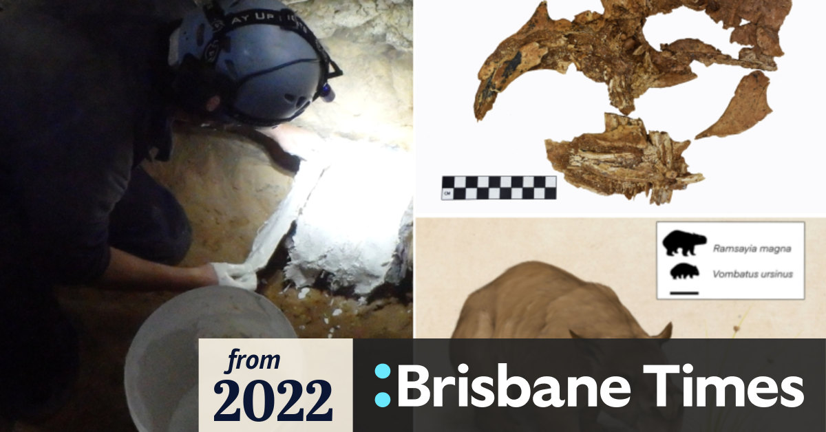 Why discovering a ‘true’ giant wombat fossil in Qld is a big deal